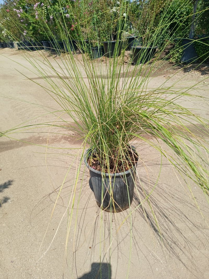 Photo for Muhlenbergia capillaris 'Pink Cloud' (Pink Cloud Muhly)