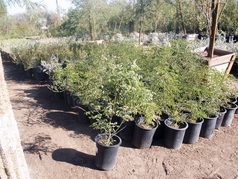 Photo for Caesalpinia gilliesii (Poinciana)