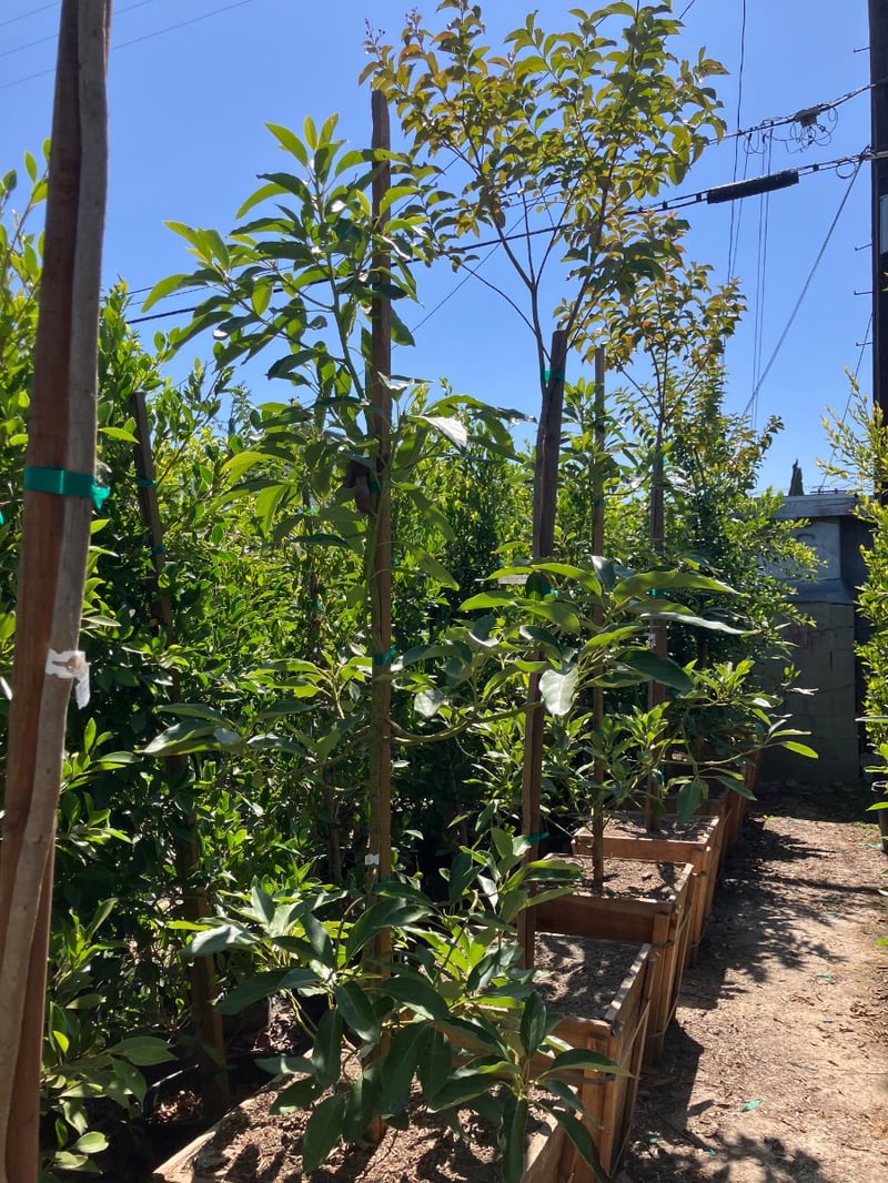 Photo for Persea americana 'Hass' (Hass Avocado)
