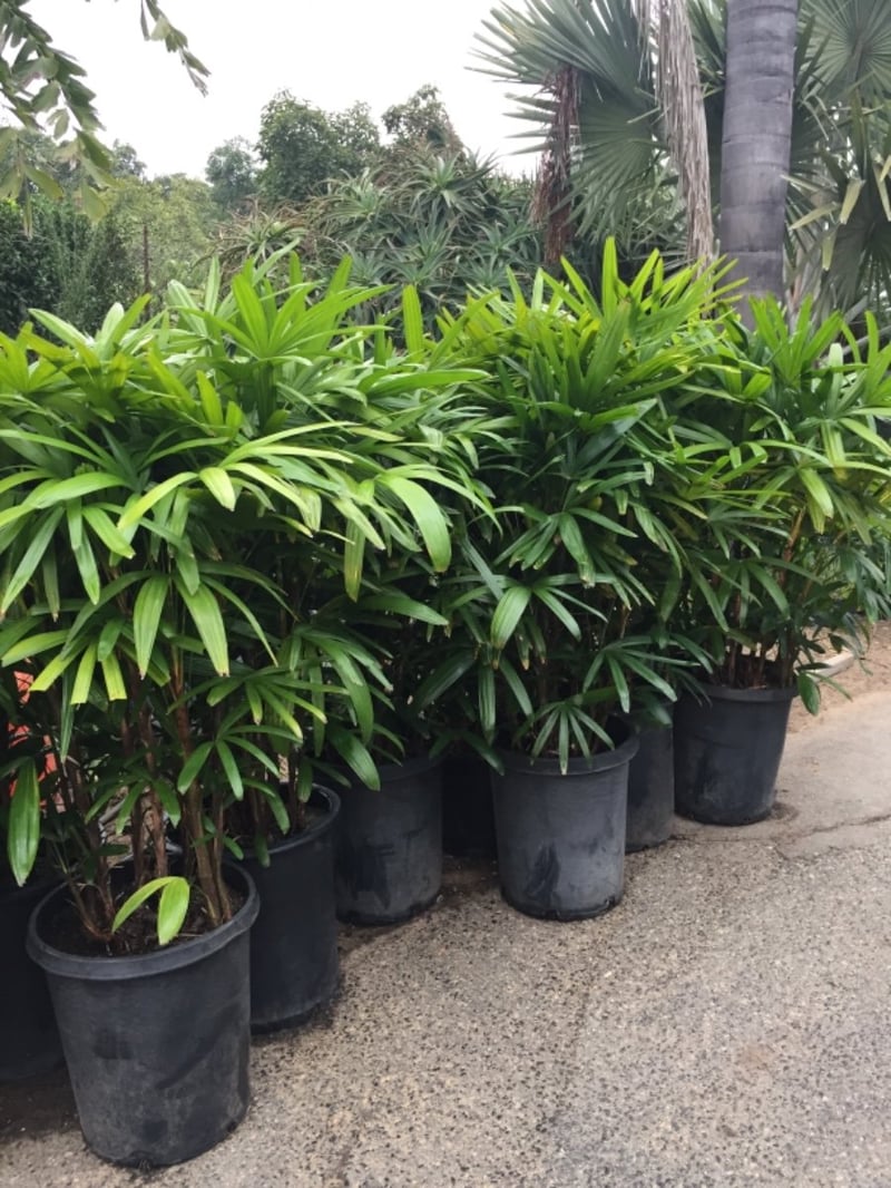 Photo for Rhapis humilis (Slender Lady Palm)