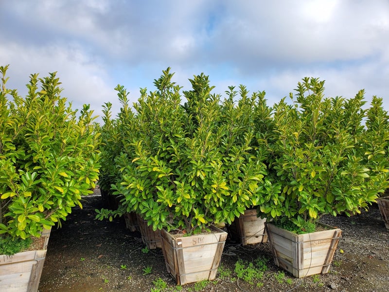 Photo for Prunus laurocerasus (English Laurel, Cherry Laurel)