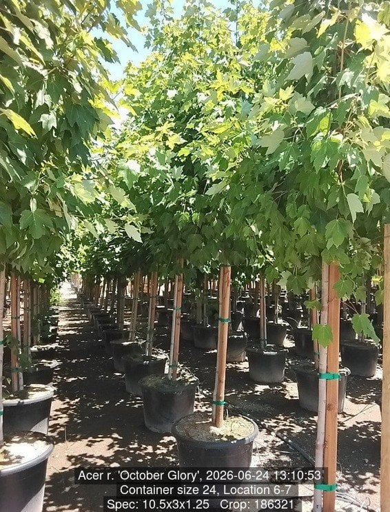 Photo for Acer rubrum 'October Glory' (October Glory Red Maple)