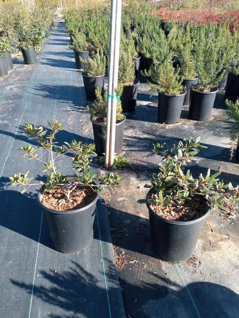 Photo for Rhamnus californica 'Eve Case' (Eve Case Coffeeberry)
