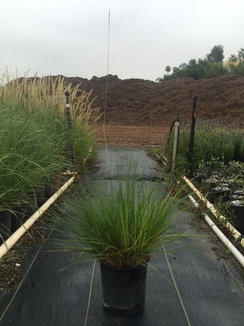 Photo for Pennisetum spathiolatum (Slender Veldt Grass)