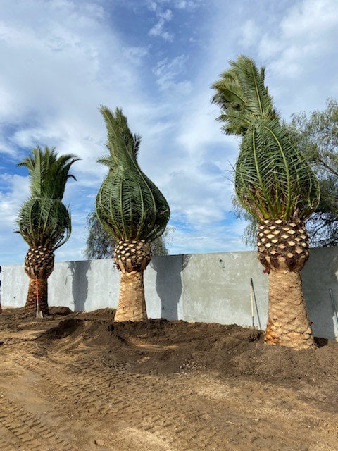 Photo for Phoenix canariensis (Canary Date Palm)