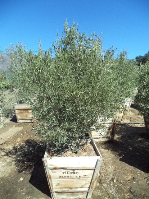 Photo for Olea europaea 'Majestic Beauty' (Majestic Beauty Fruitless Olive)