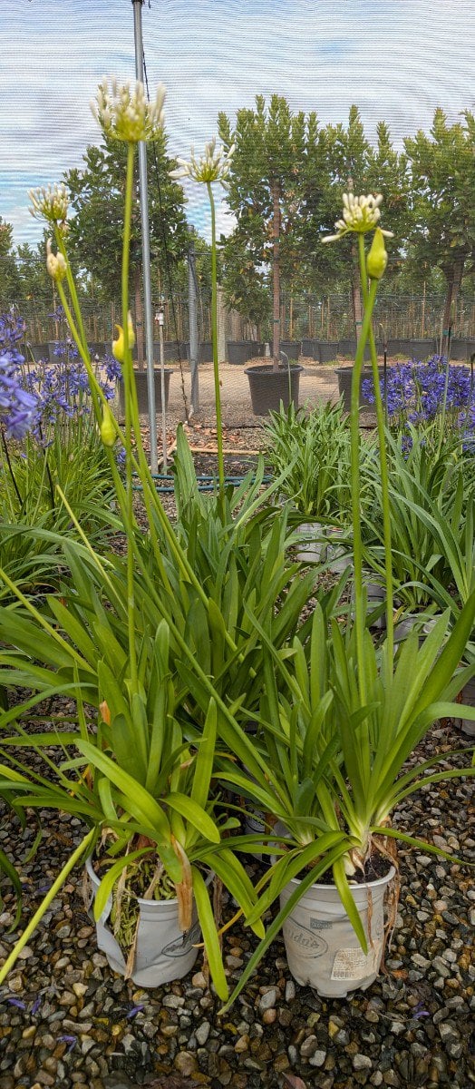 Photo for Agapanthus praecox ssp orientalis 'Getty White' (Getty White Agapanthus)