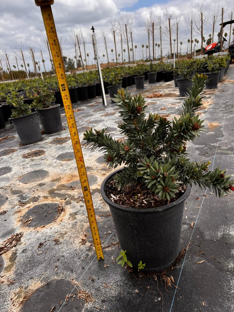 Photo for Callistemon viminalis 'Little John' (Little John Weeping Bottlebrush)