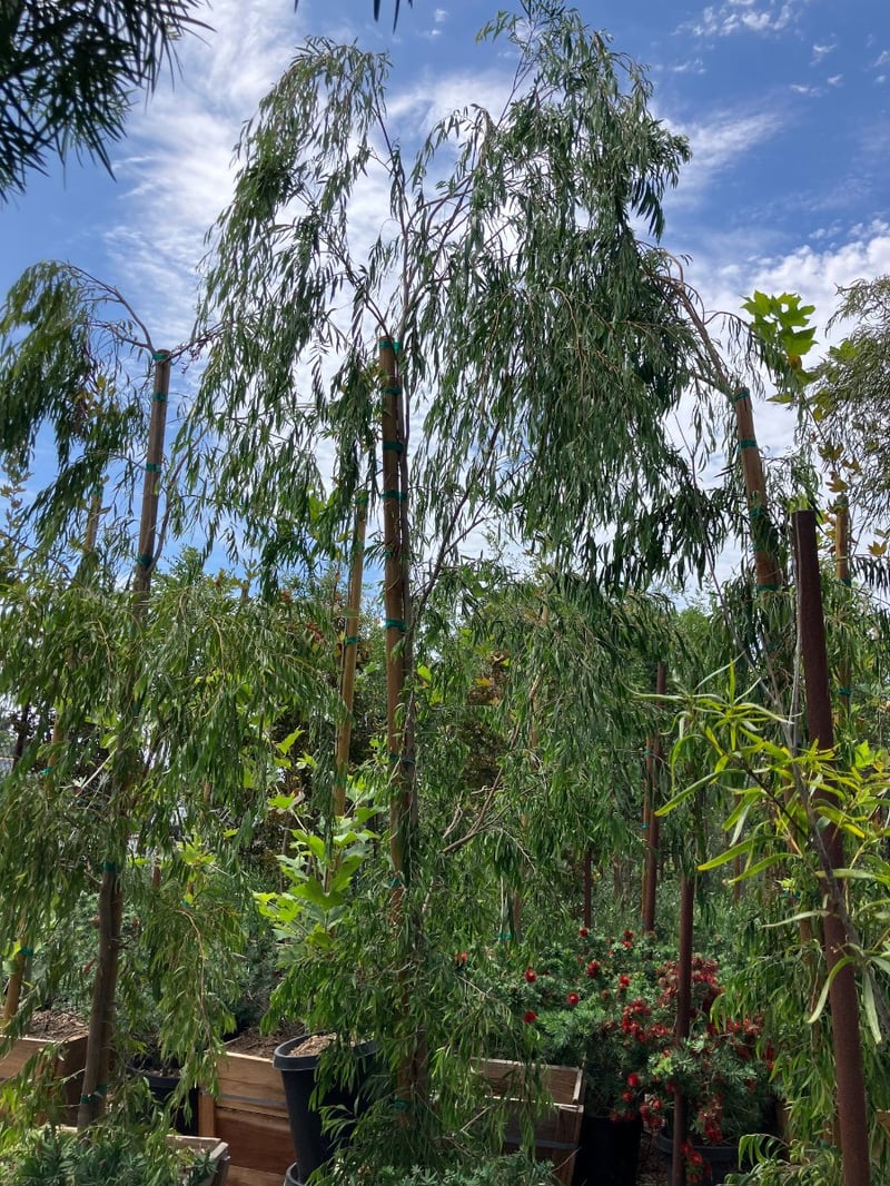 Photo for Agonis flexuosa (Peppermint Tree)
