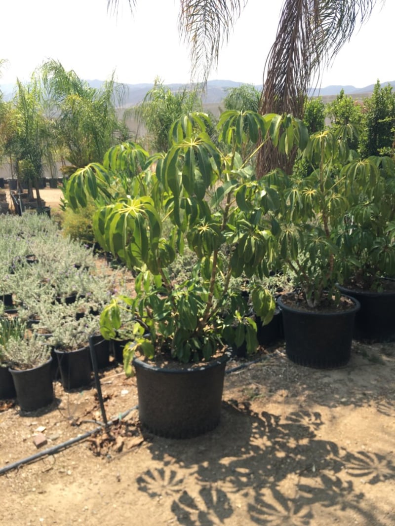 Photo for Schefflera pueckleri (Tupidanthus)