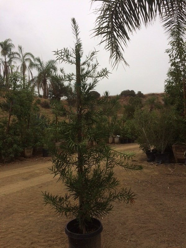 Photo for Podocarpus macrophyllus (Column) (Yew Pine)
