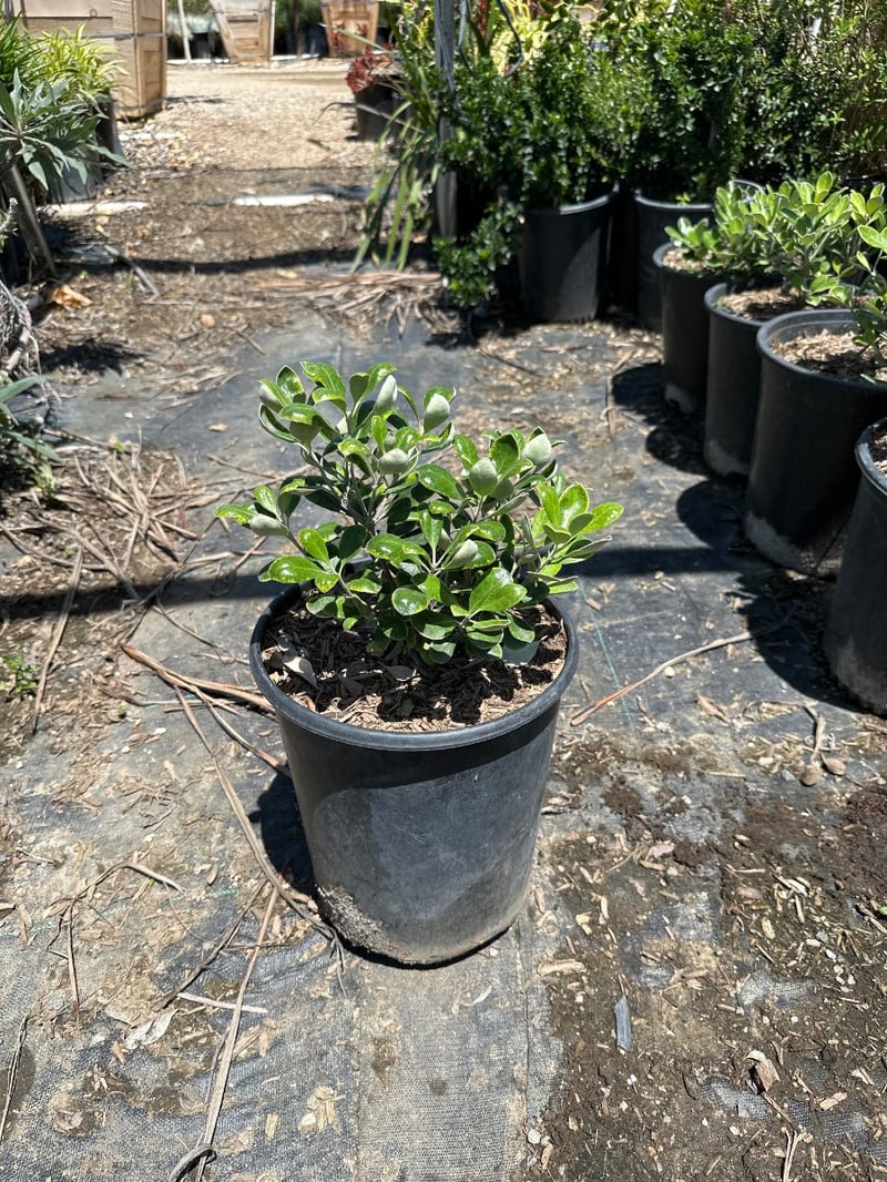 Photo for Pittosporum crassifolium 'Nana' (Karo Pittosporum)