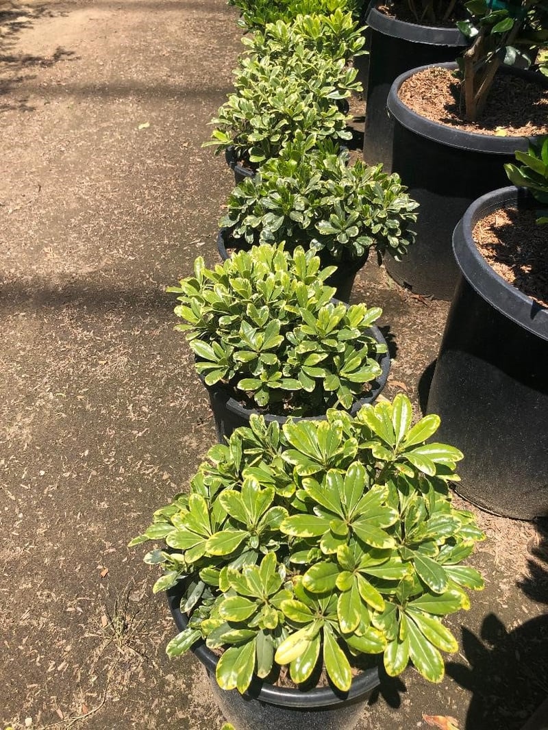 Photo for Pittosporum tobira 'Shima' (Cream De Mint Dwarf Mock Orange)