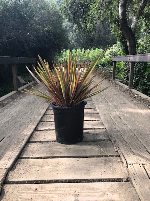 Photo for Phormium 'Sundowner' (Sundowner New Zealand Flax)