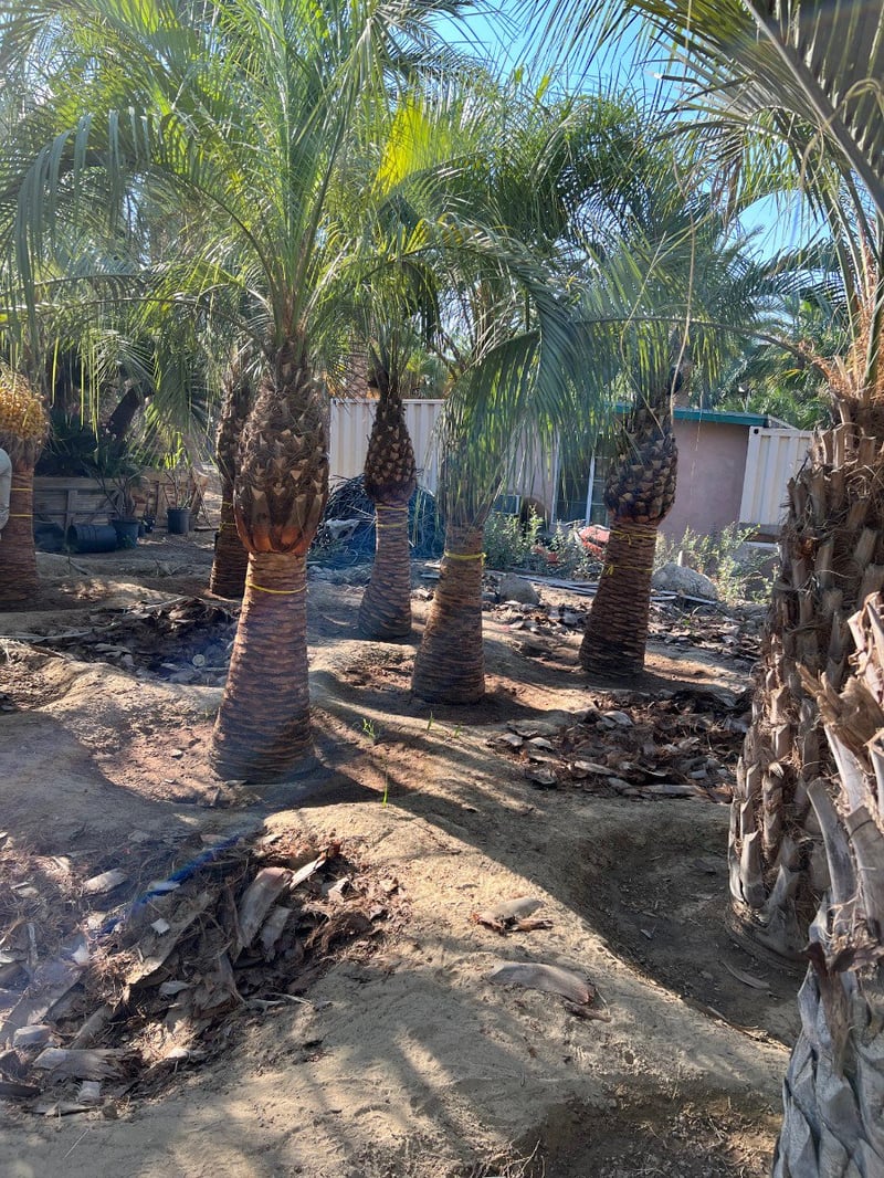 Photo for Butia capitata (Jelly Palm)