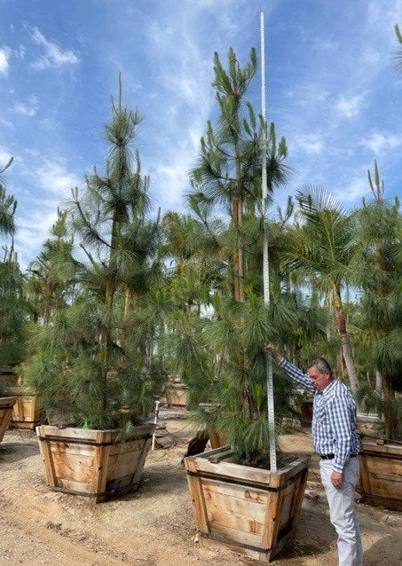 Photo for Pinus canariensis (Canary Island Pine)