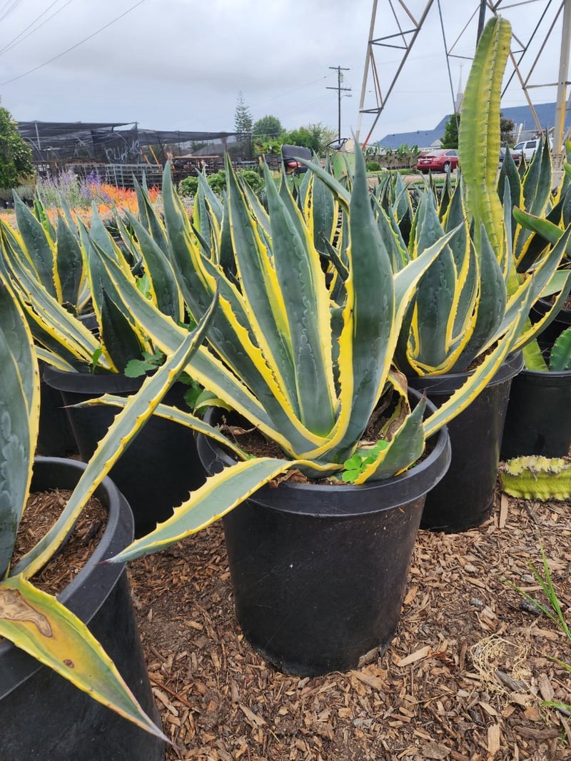 Photo for Agave americana 'Variegata' (Variegated Century Plant)