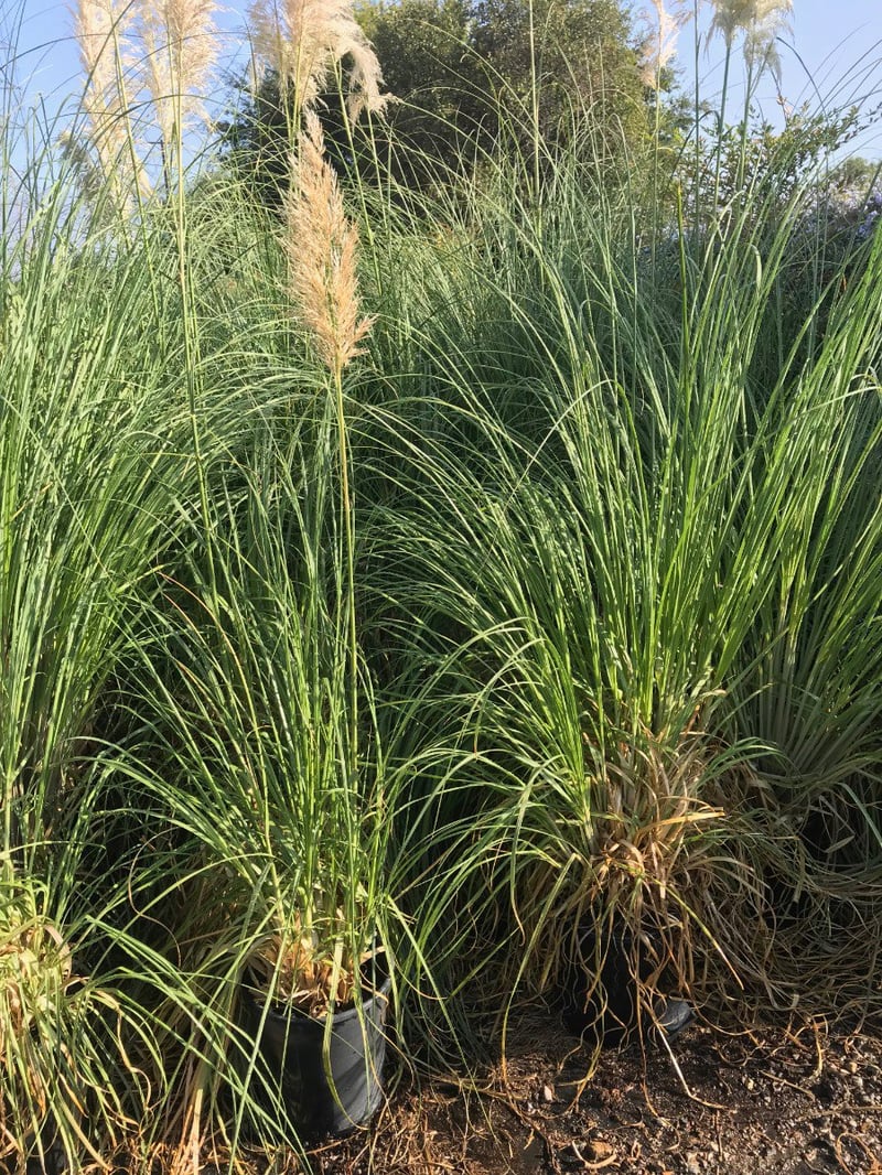 Photo for Cortaderia selloana (Uruguayan Pampas Grass)