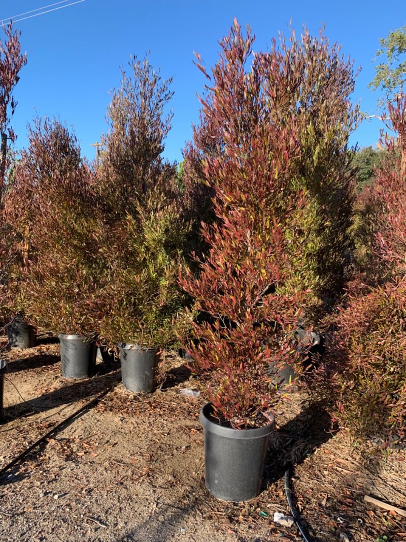 Photo for Dodonaea viscosa 'Purpurea' (Purple-leafed Hop-bush)