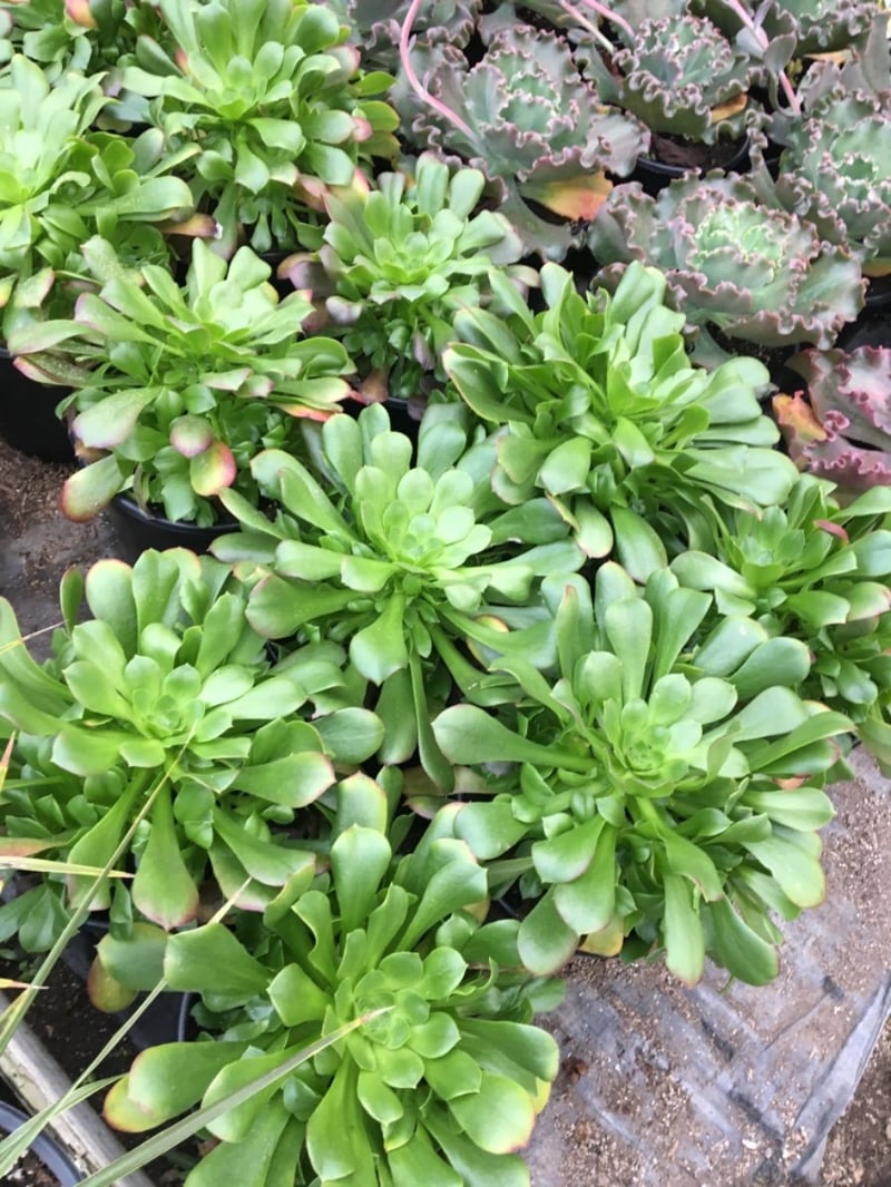 Photo for Aeonium urbicum (Saucer Plant)