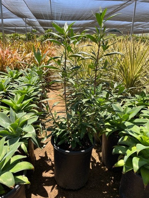 Photo for Carpenteria californica (Bush Anemone)