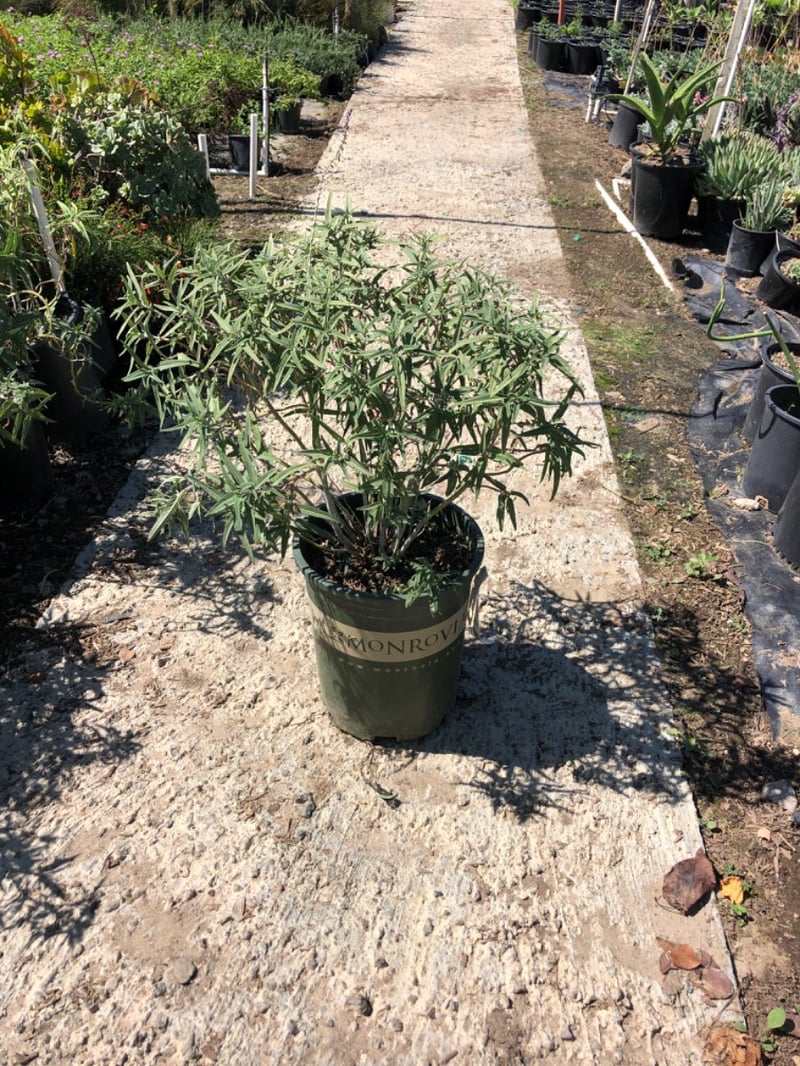 Photo for Salvia leucantha ‘Santa Barbara’ (Santa Barbara Sage)