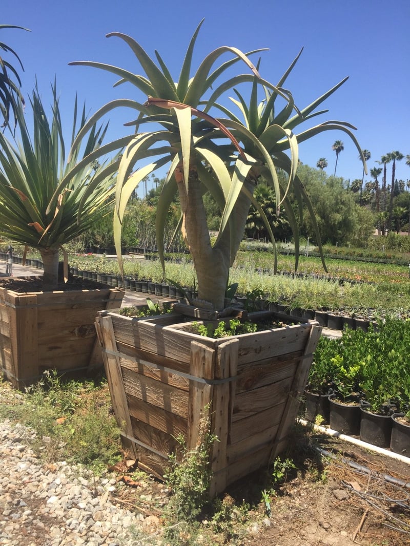 Photo for Aloe 'Hercules' (Hercules Aloe)