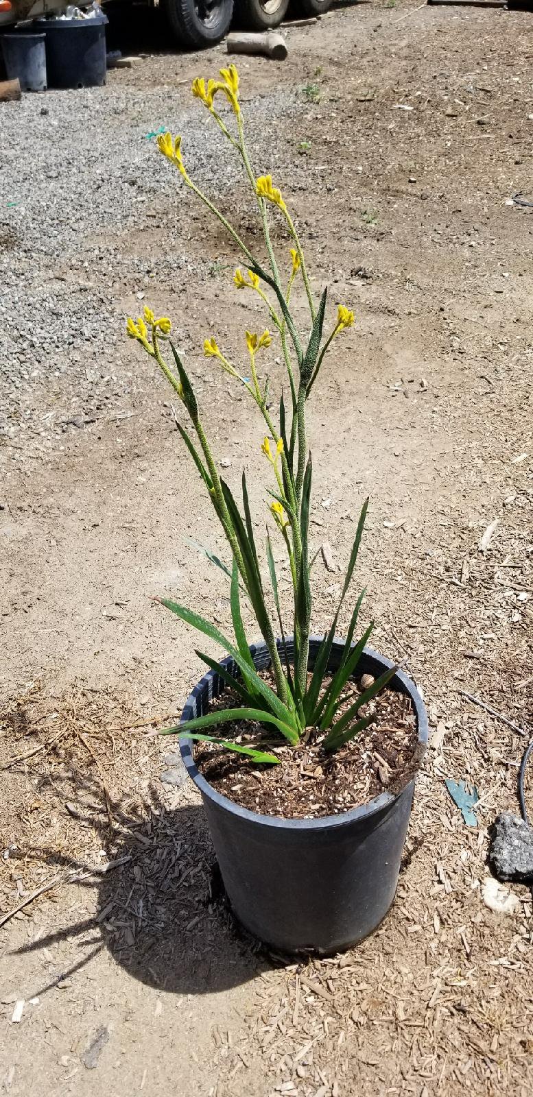 Photo for Anigozanthos 'Bush Gold' (Yellow Kangaroo Paw)