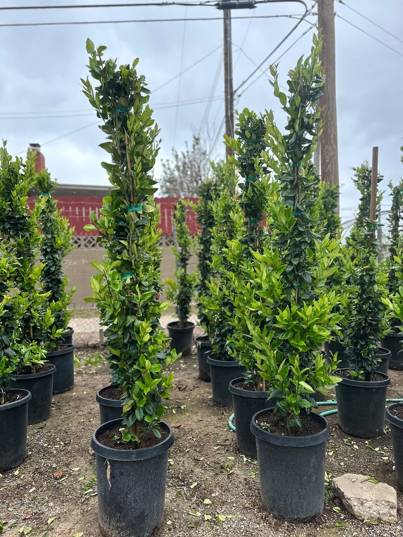 Photo for Ligustrum japonicum 'Texanum' (Staked) (Waxleaf Privet japonicum)
