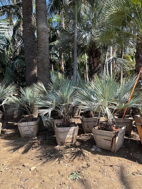 Photo for Brahea armata (Blue Hesper Palm, Mexican Blue Palm)