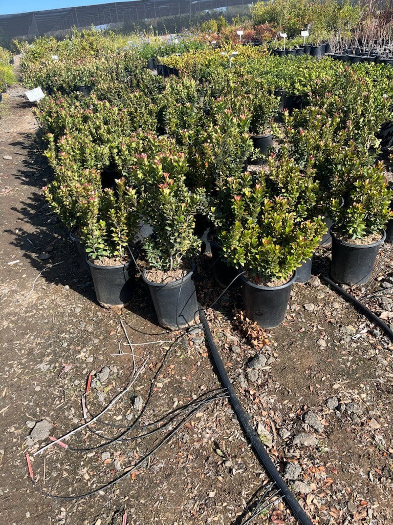 Photo for Rhaphiolepis umbellata 'Minor' (Dwarf Yedda Hawthorn)