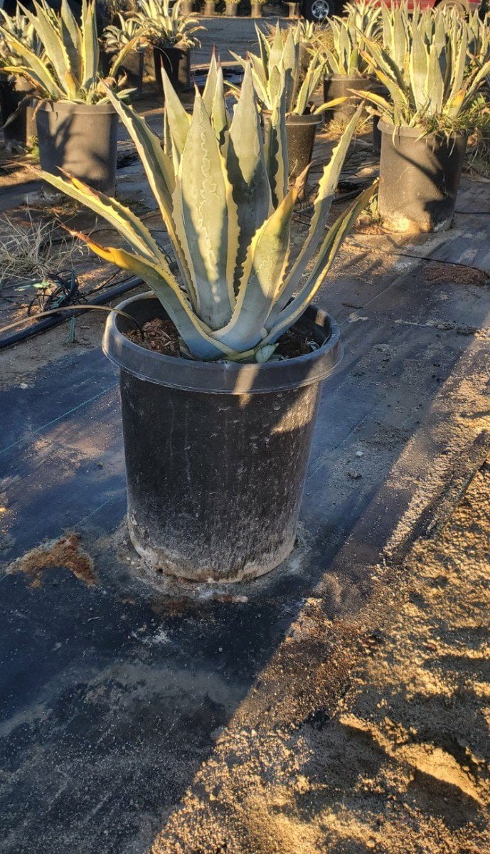 Photo for Agave americana var. marginata (Variegated Century Plant)