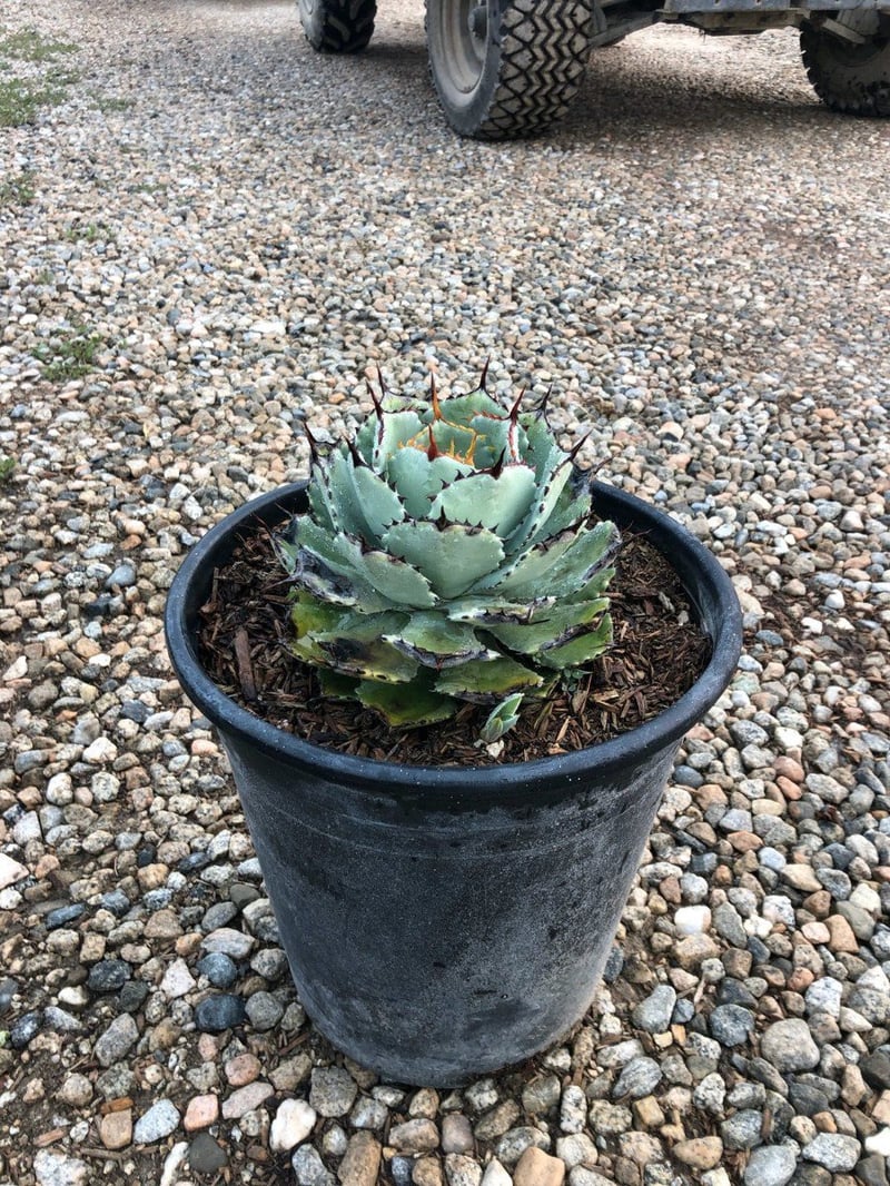 Photo for Agave parryi var. truncata (Artichoke Agave)