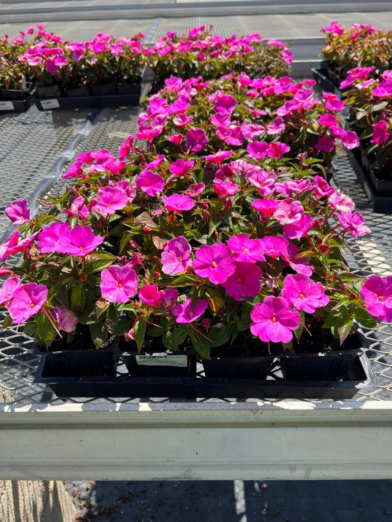 Photo for Impatiens 'Sunpatiens Pink' (Pink Impatiens)
