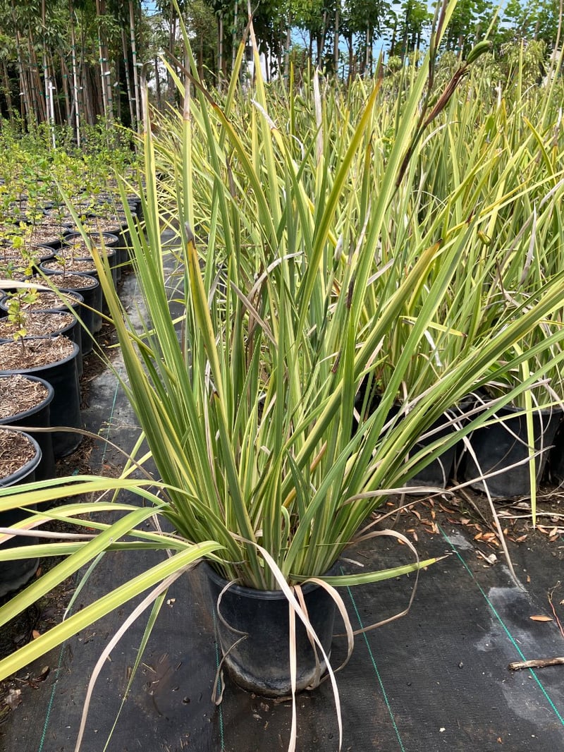 Photo for Dietes grandiflora 'Sunstripe' (Striped Fortnight Lily)