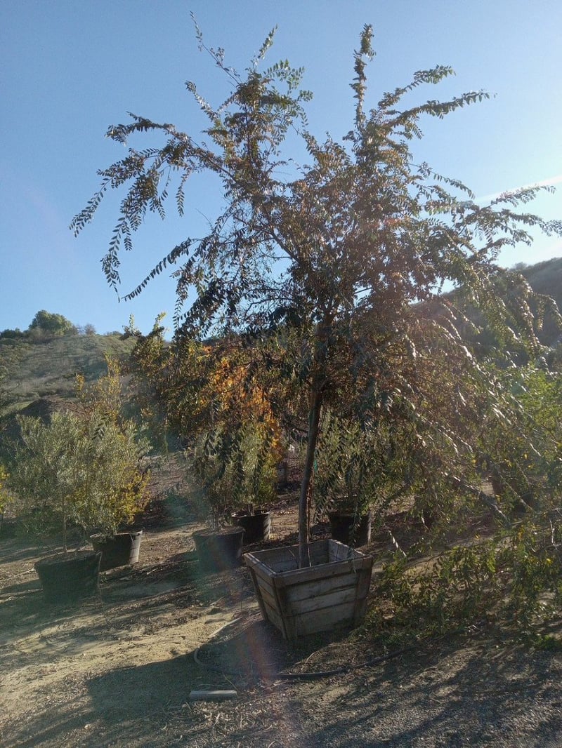 Photo for Ulmus Parvifolia 'True Green' (Standard) (True Green Chinese Elm)