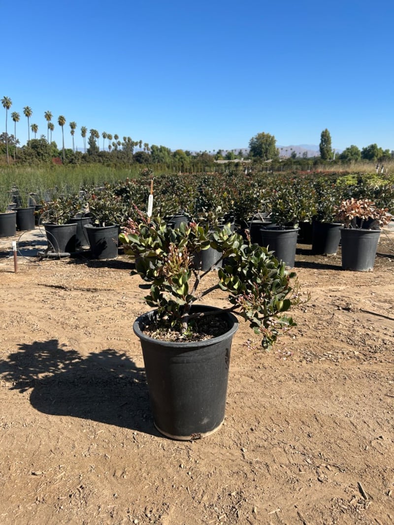 Photo for Rhaphiolepis indica 'Springtime' (Springtime Indian Hawthorn)