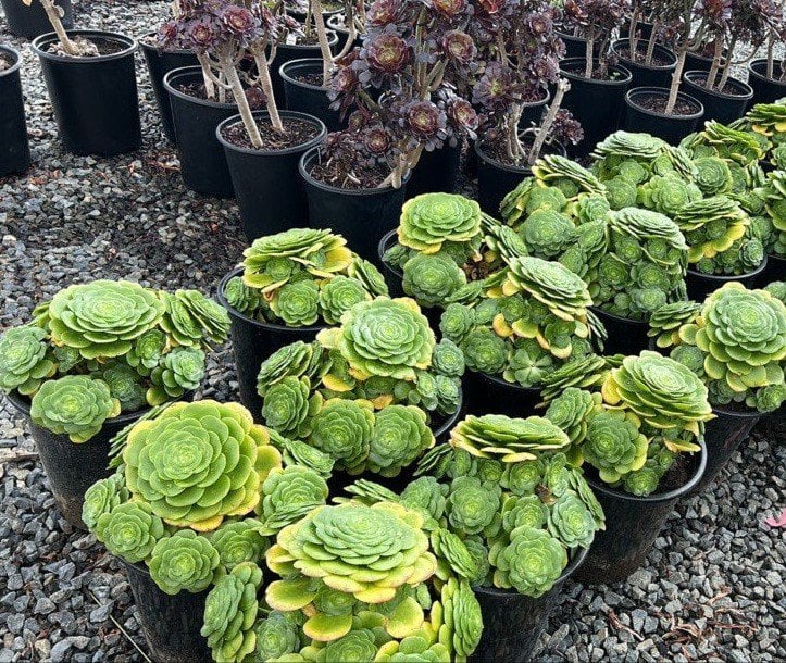 Photo for Aeonium 'Mint Saucer' (Green Aeonium)
