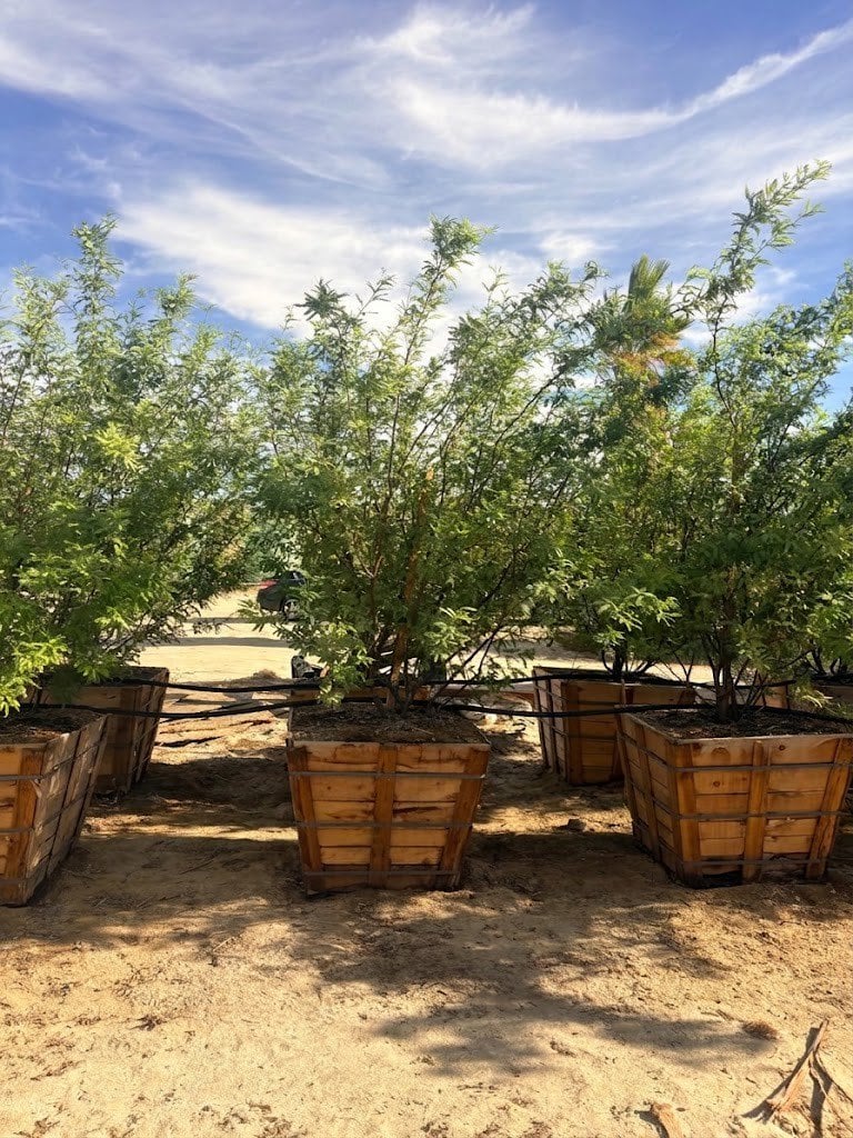 Photo for Prosopis seedless hybrid 'AZT' (AZT Podless Mesquite)
