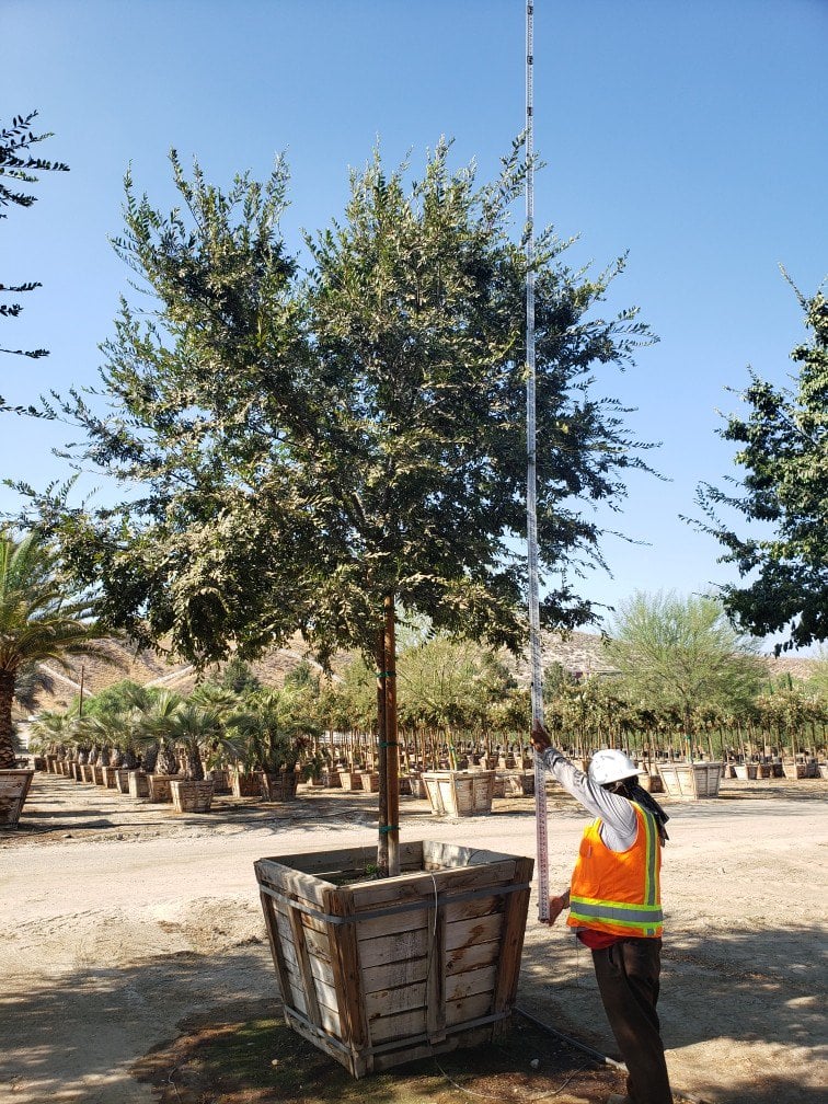 Photo for Ulmus parvifolia 'True Green' (True Green Chinese Elm)