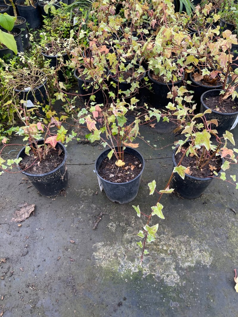 Photo for Hedera helix 'Variegata' (Variegated English Ivy)