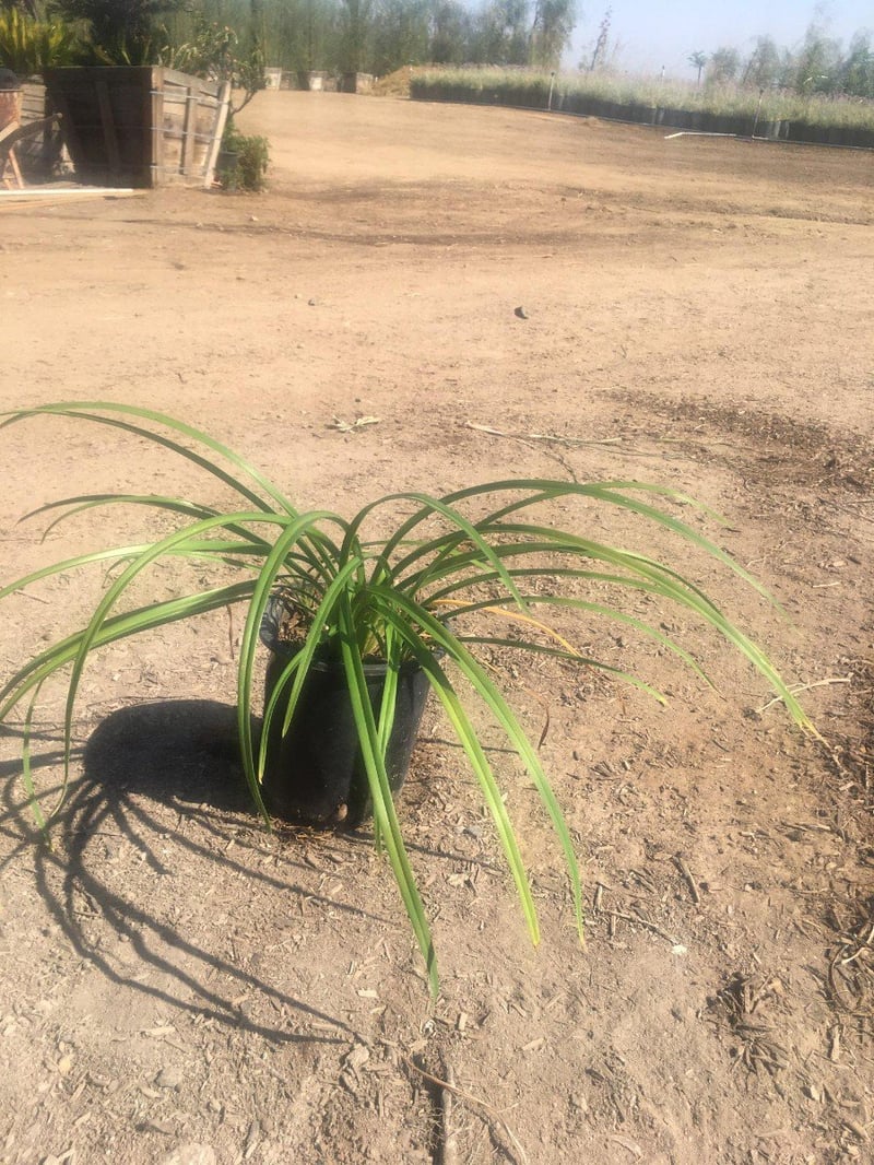 Photo for Hemerocallis hybrid (Daylily)