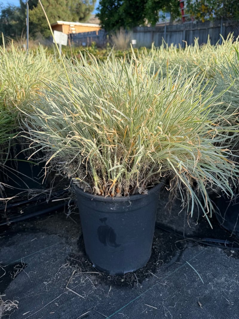 Photo for Tulbaghia violacea 'Variegata' (Society Garlic)