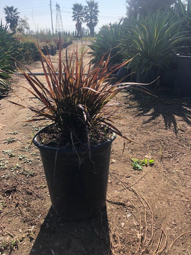 Photo for Pennisetum setaceum 'Rubrum' (Purple Fountain Grass)
