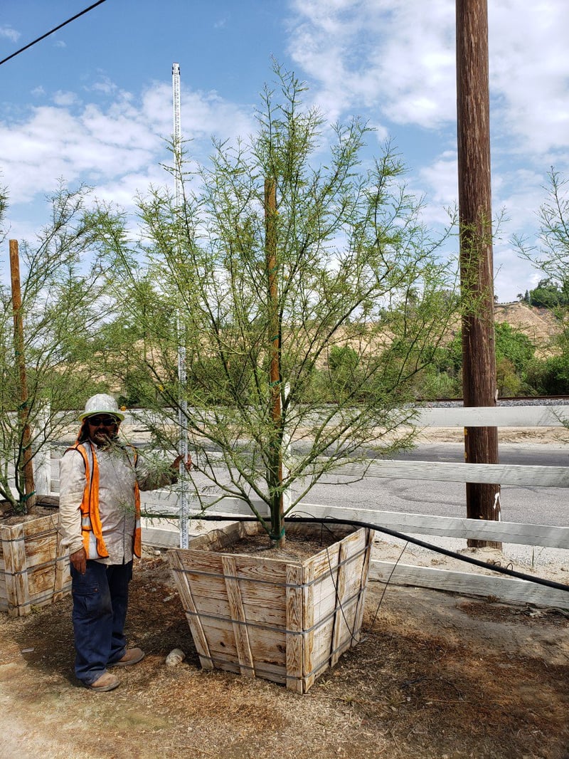 Photo for Cercidium 'Desert Museum' (Multi) (Desert Museum Palo Verde)