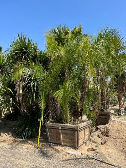 Photo for Phoenix reclinata (Multi) (Senegal Date Palm)