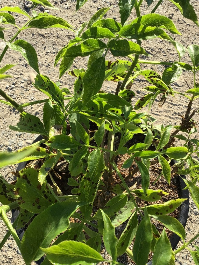 Photo for Sambucus mexicana (Blue Elderberry)