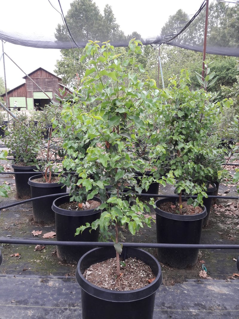 Photo for Prunus ilicifolia ssp lyonii (Catalina Cherry)