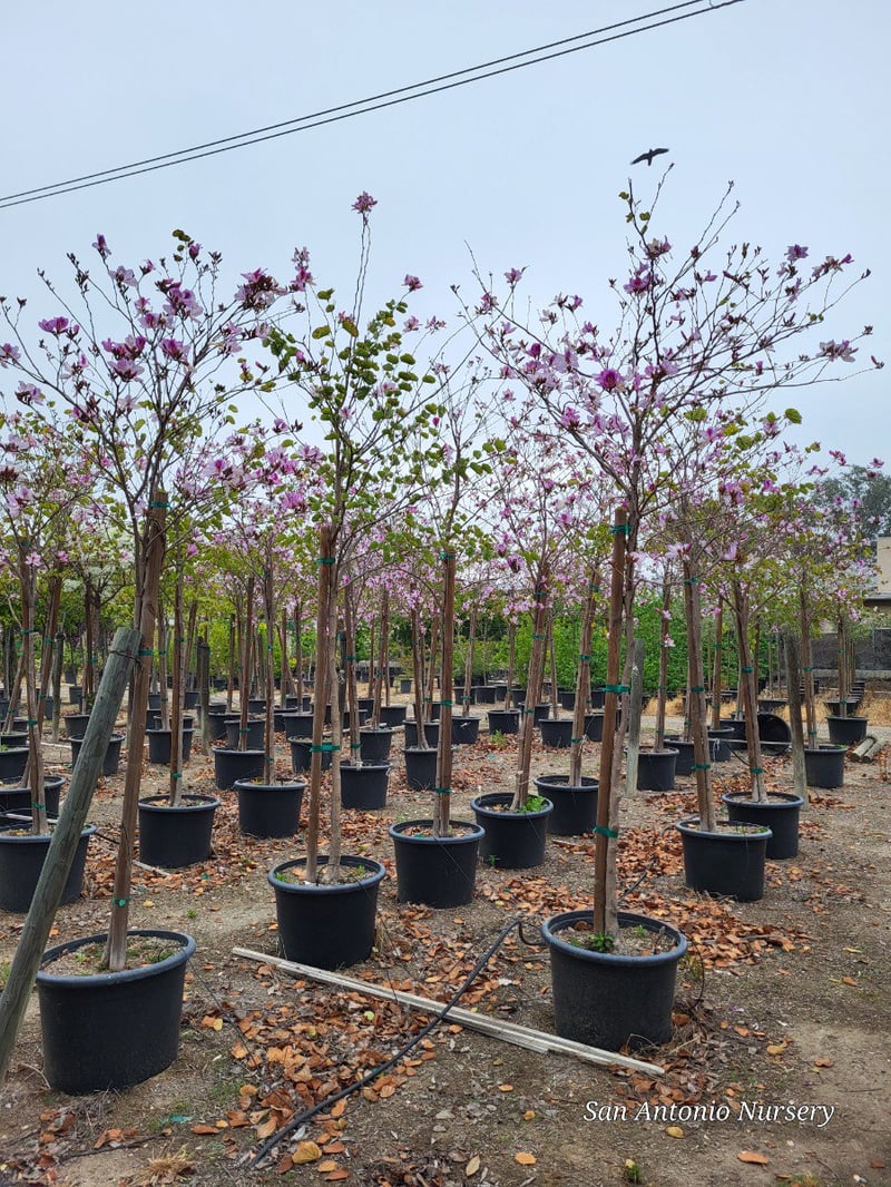 Photo for Bauhinia blakeana (Standard) (Hong Kong Orchid Tree)