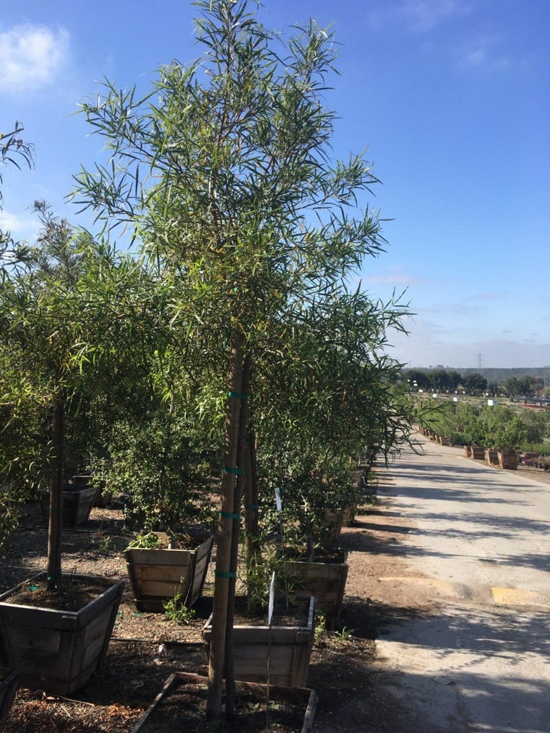Photo for Rhus lancea (Multi) (African Sumac)